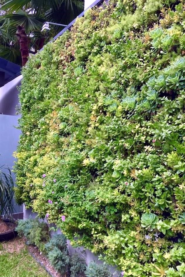 El tipo de riego en un jardín vertical natural puede ser automático o manual. <br>El mantenimiento para uno artificial consiste en eliminar el polvo del follaje.