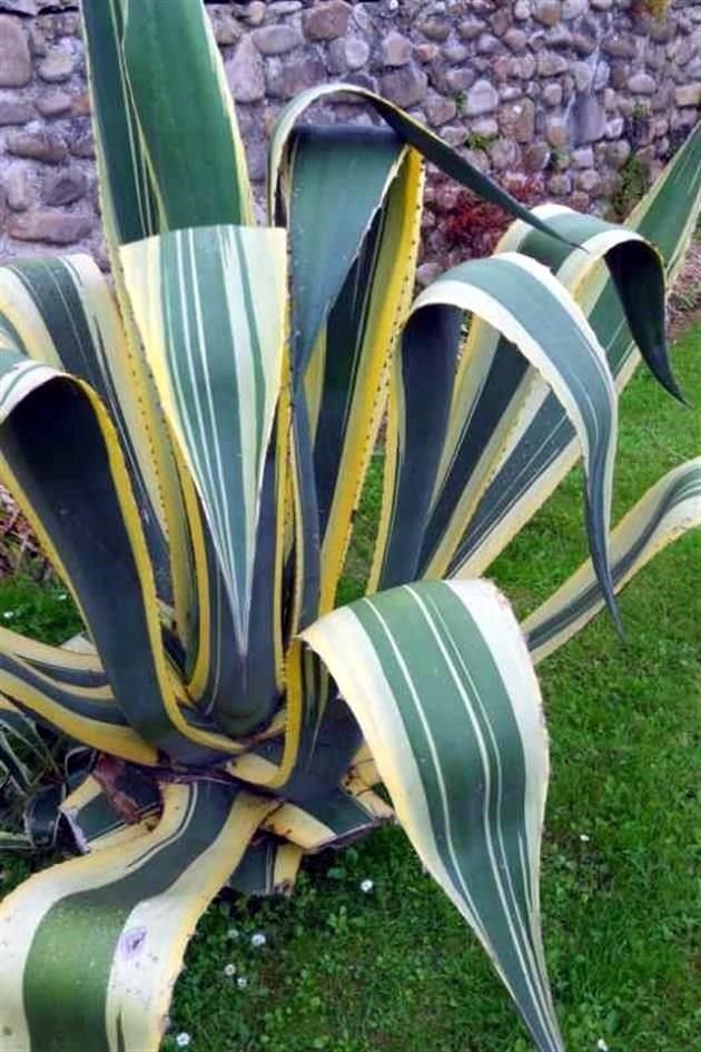 El agave se puede utilizar como un elemento focal. Su precio puede ir desde los 400 hasta cerca de los 2 mil pesos.