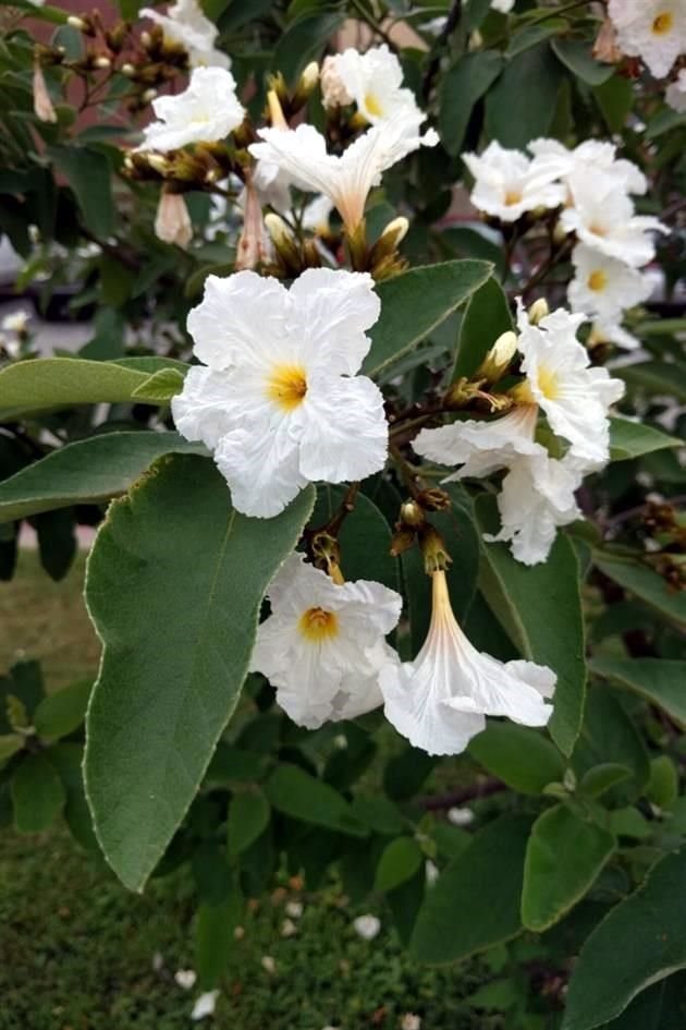 Que la flor representativa de Nuevo León esté en el jardín. La anacahuita puede rondar entre los 600 y mil pesos.