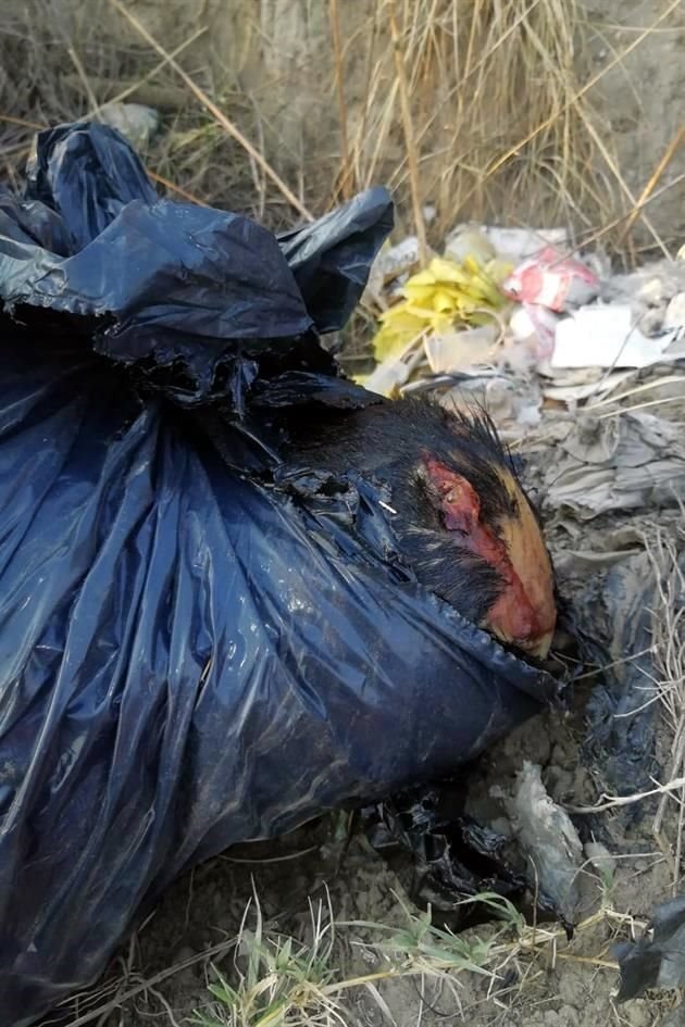 El envoltorio fue hallado anoche en una zanja aledaña a una vialidad de Camino Real a San Marcos.