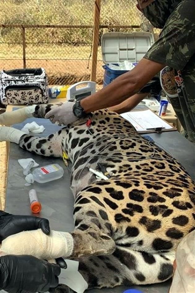 'Amanaci', una jaguar, fue rescatada de los peores incendios forestales en la historia del Gran Pantanal, el mayor hogar de estos felinos.