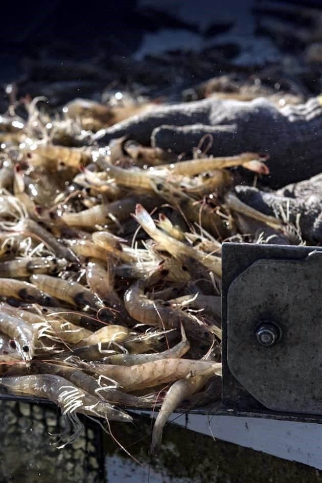 Participantes de la industria del camarón buscan cómo volver a reposicionar este producto en el mercado de Estados Unidos ante la baja por la pandemia.