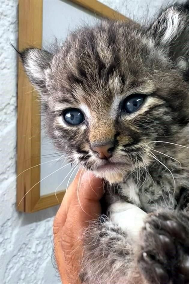 Cría de lince que llegó a la unidad de protección de Tlajomulco.