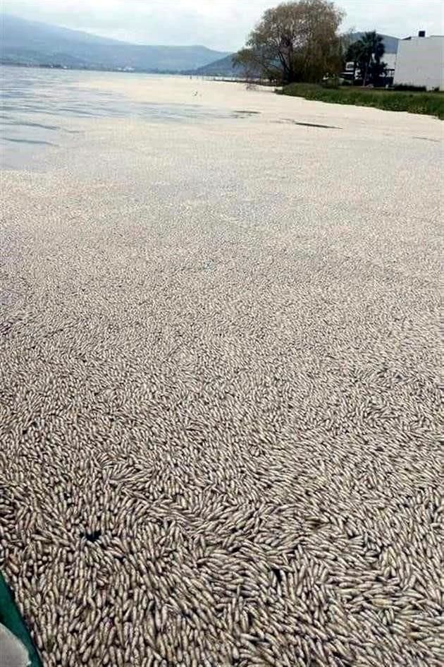 La muerte de hasta 30 toneladas diarias de peces en Cajititlán no es cíclica ni normal, como afirmó el Alcalde de Tlajomulco, dice experto.