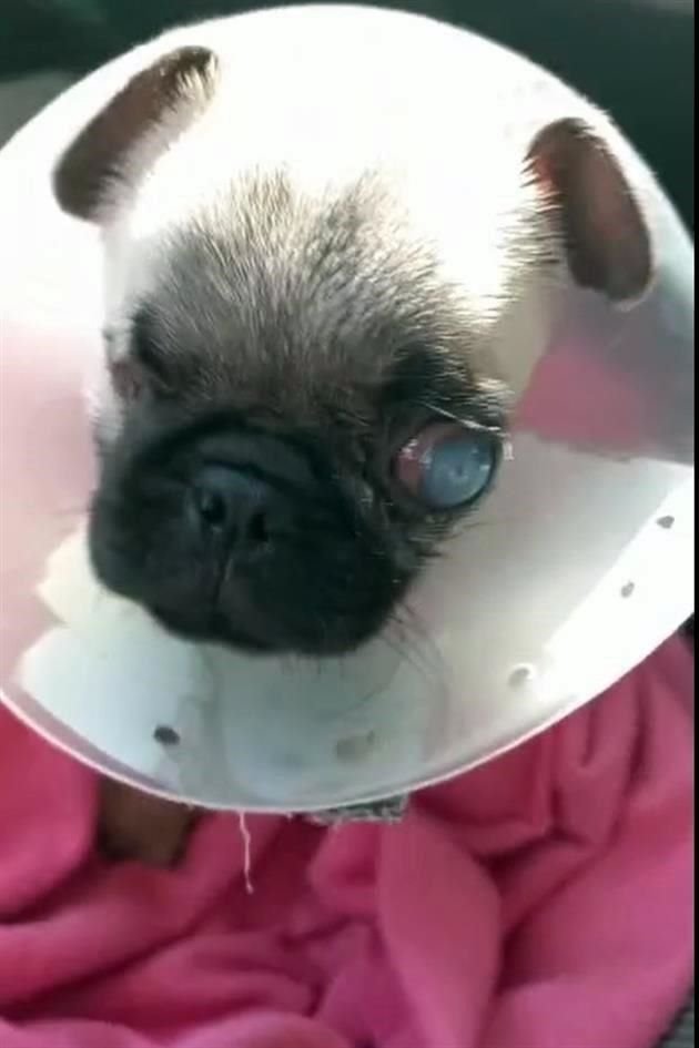 Alex, un perrito pug, fue cruelmente golpeado y casi le sacan un ojo. El refugio Buenos Chicos lo rescató y ahora necesita estudios médicos.