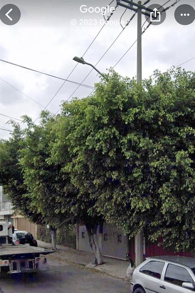 Ciudadanos documentaron que en la zona había árboles con follaje sano.