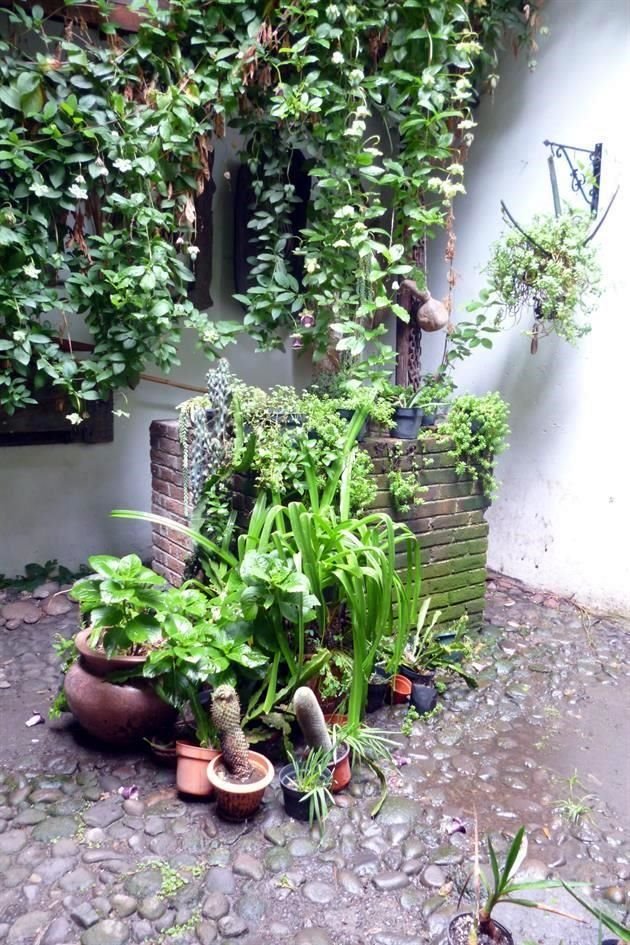 Si en tu vivienda o departamento no cuentas con áreas verdes y quieres integrar naturaleza, puedes optar por un jardín sensorial.