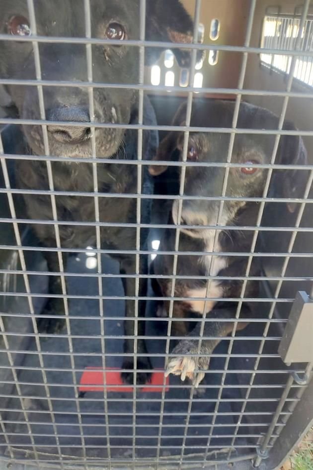 Gracias a una activista, 20 perritos fueron rescatados de las malas condiciones en las que un sujeto los tenía en una casa en Tlajomulco.