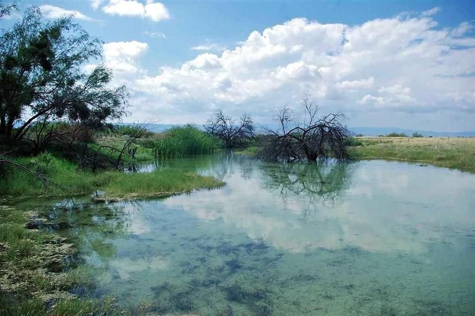 La nueva afluencia de agua en el Garabatal ha llegado a cubrir árboles que habían crecido en la zona durante los 60 años que faltó agua.