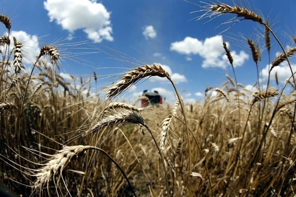 En el ciclo primavera-verano 2019 se obtuvieron 128 mil 946 toneladas de trigo panificable.