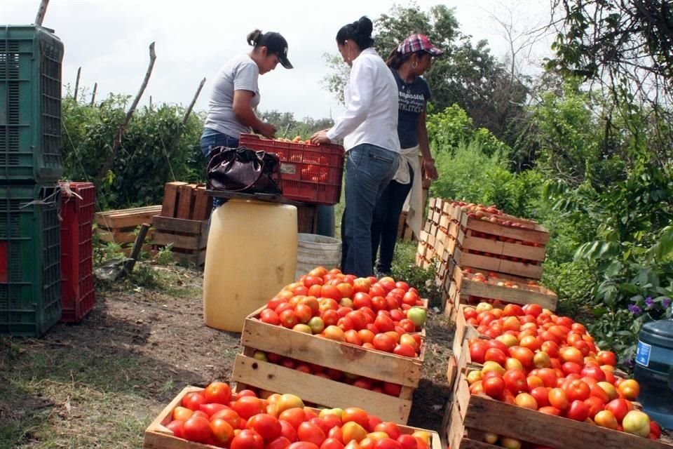 Las exportaciones de tomate crecieron 23 por ciento en los primeros 11 meses de 2015.