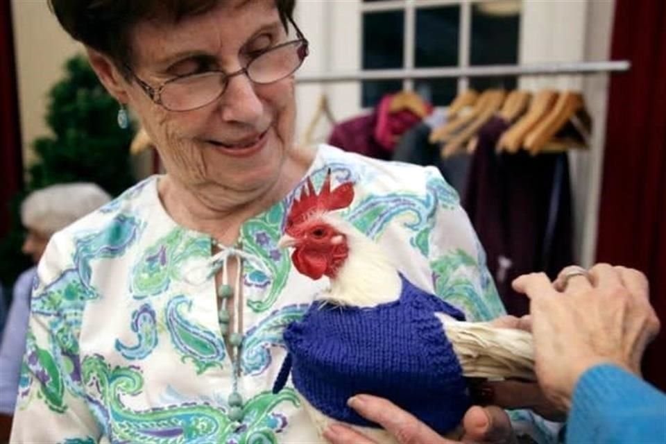 En diferentes partes del mundo, como Massachusetts, EU, personas han procurado mejorar la calidad de vida de estos animales.