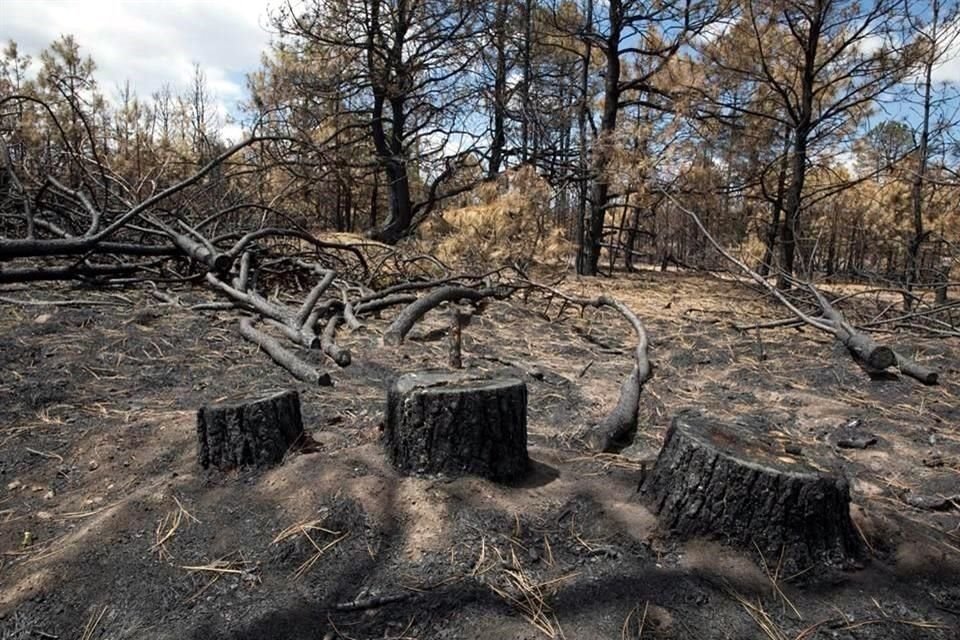 En México cada año se deforestan 150 mil hectáreas, según datos del Observatorio Mundial de los Bosques.