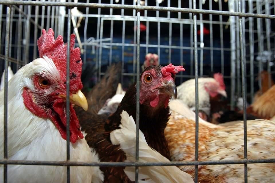 Hasta el momento, en México la influenza AH5N1 ha afectado a 5.6 millones de aves.