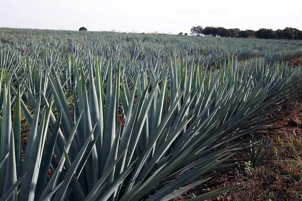 Actualmente, el kilo de agave se comercializa en un promedio de 25 pesos.