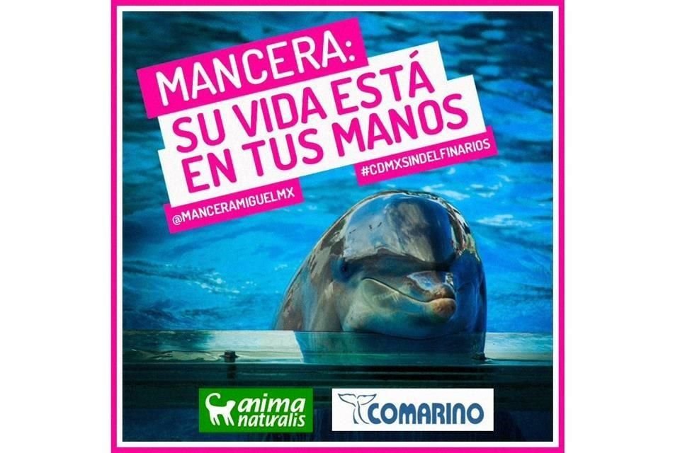 Con esta imagen, Anima Naturalis pide en redes la actuación de Mancera para salvar delfines.