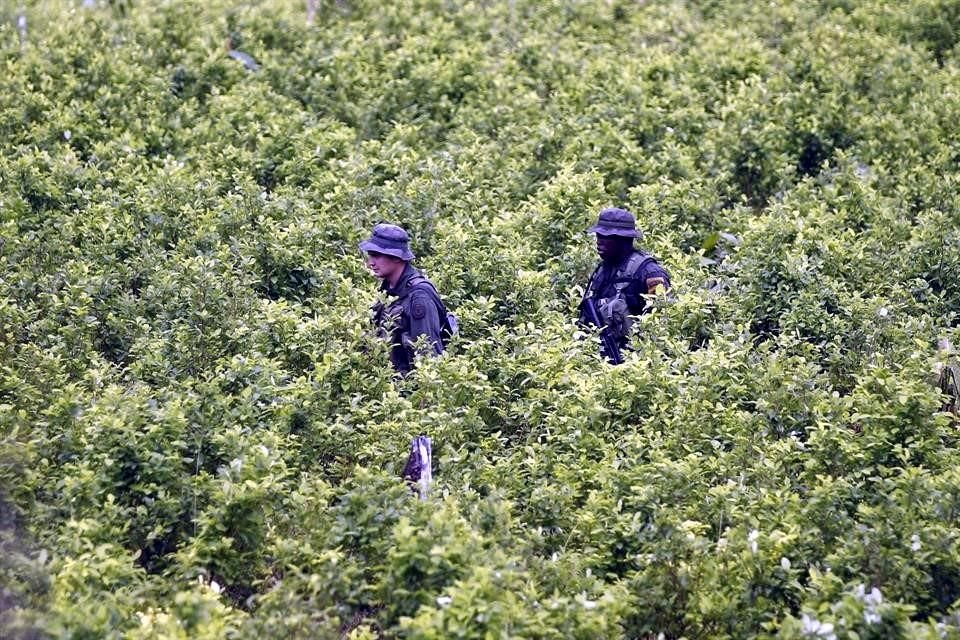 Los grandes cárteles son historia: los herederos de Pablo Escobar se han transformado y siguen poniendo en jaque al mayor productor de coca.