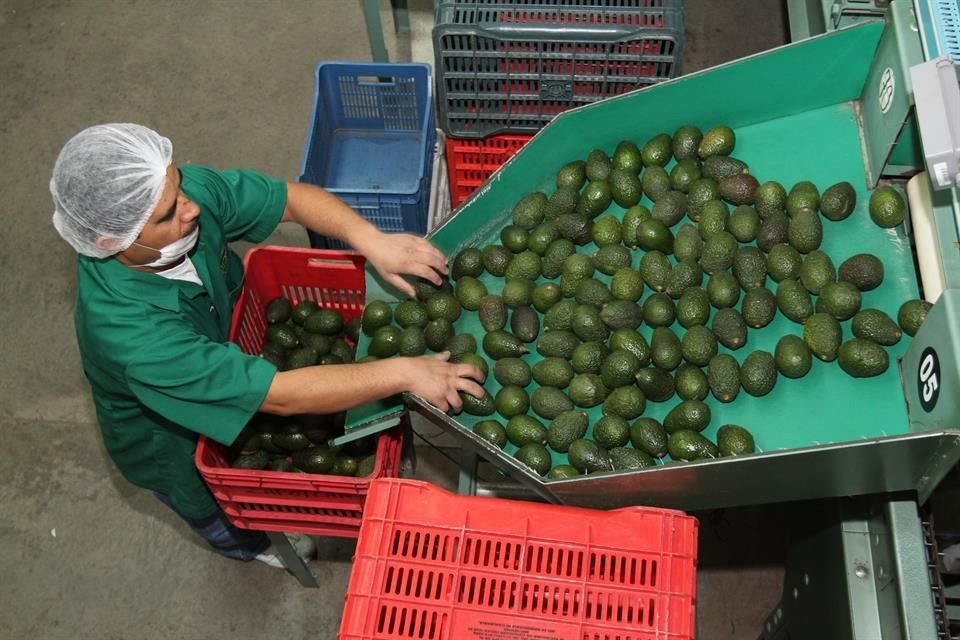 La exportación de aguacates mexicanos representa un negocio de más de 2 mil 700 mdd.