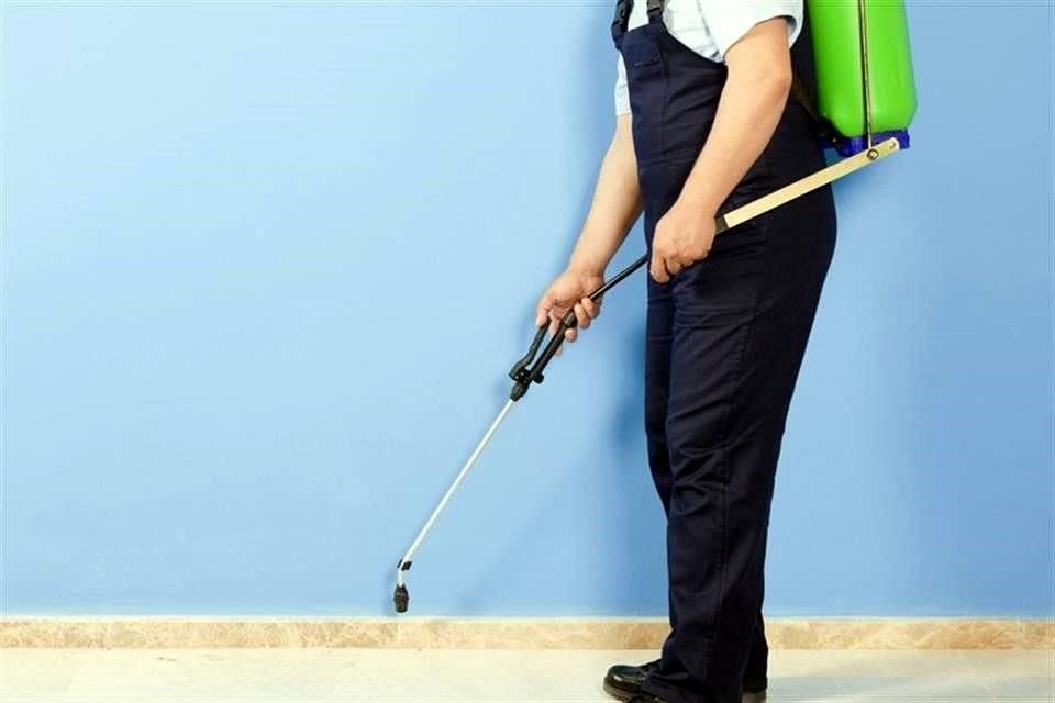 Aunque todo el año es buen momento para fumigar, durante el otoño es común la plaga de termita y dengue.