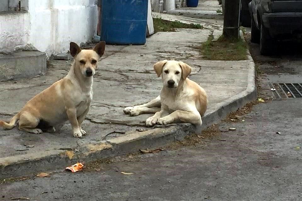 De acuerdo con un dictamen de agosto del 2016 del Congreso mexicano, se estima que hay cerca de 28 millones de animales domésticos en México y el 70% está en las calles.