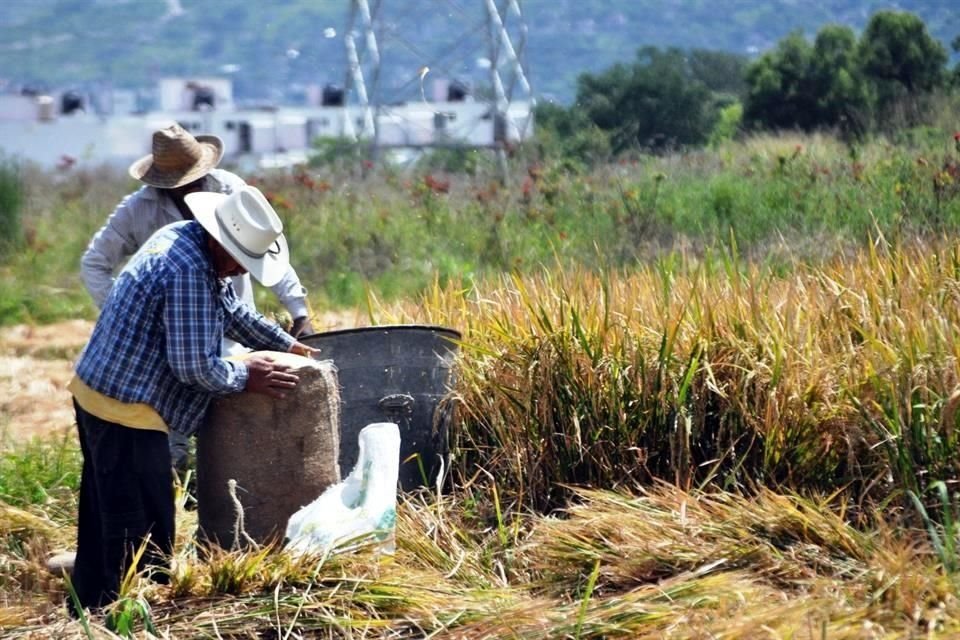 'El Procampo no logró trasformar las unidades de producción agrícola más pequeñas a largo plazo', afirmó el Cedrssa.