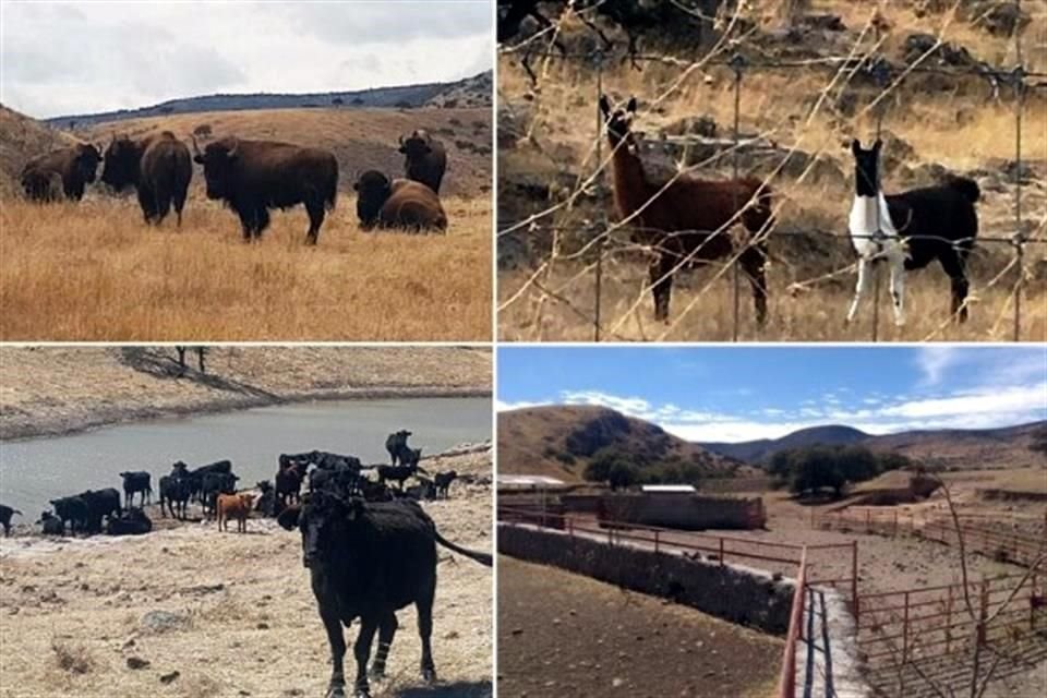 Corral afirmó que en los ranchos de César Duarte se hallaron animales exóticos y de colección como 30 bisontes, cinco llamas y diversas manadas de ejemplares de jabalíes.