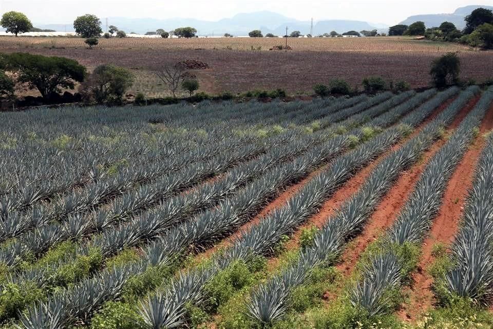 El Paisaje Agavero es considerado Patrimonio de la Humanidad desde 2006.