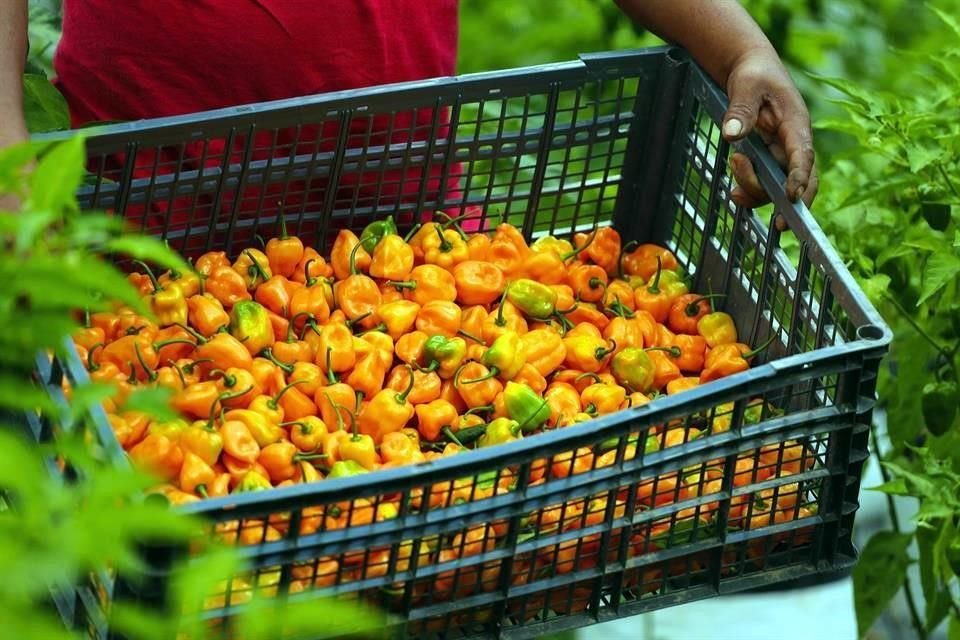 Se impartirán capacitaciones semanales a productores y agroexportadores para que estén enterados de los compromisos en el marco del T-MEC.