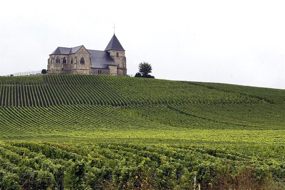 La región de Champagne tuvo un año excepcional, pues más de 15 mil cosechan entre 13 y 16 mil kilogramos por hectárea, desde agosto.