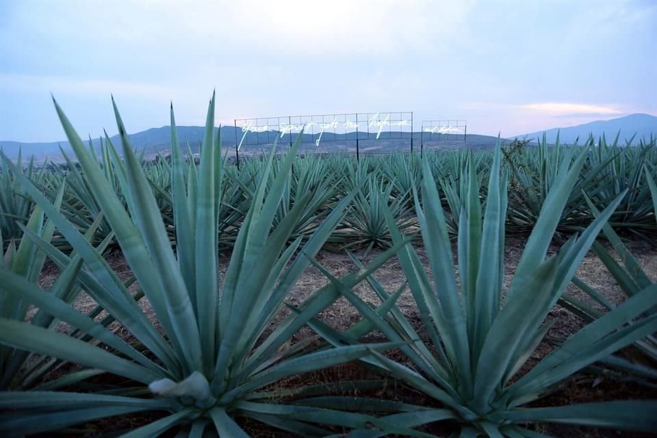 Sinaloa justificó que cuenta con los elementos suficientes para formar parte de la DOM por la historia en la siembra y cosecha de agave.