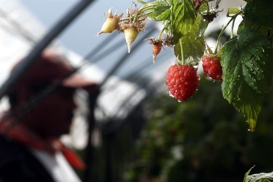 Algunos jornaleros ganan  $750 diarios en la cosecha de berries.