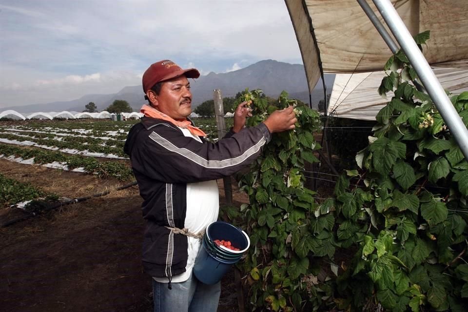 El cultivo de berries en Jalisco genera 70 mil empleos directos.