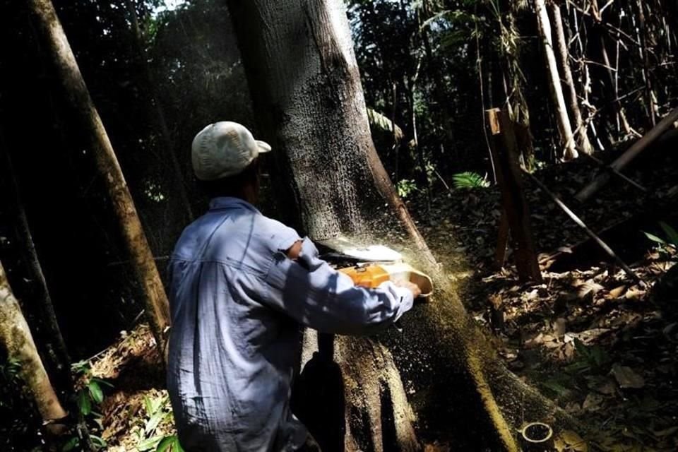 El ultraderechista brasileño propone reformas que atentan contra el medio ambiente, la preservación y la biodiversidad de la selva brasileña