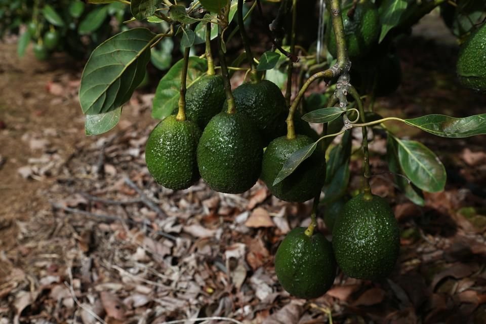 El aguacate mexicano es conocido en el mundo tanto por sus propiedades nutrimentales como por su sabor.