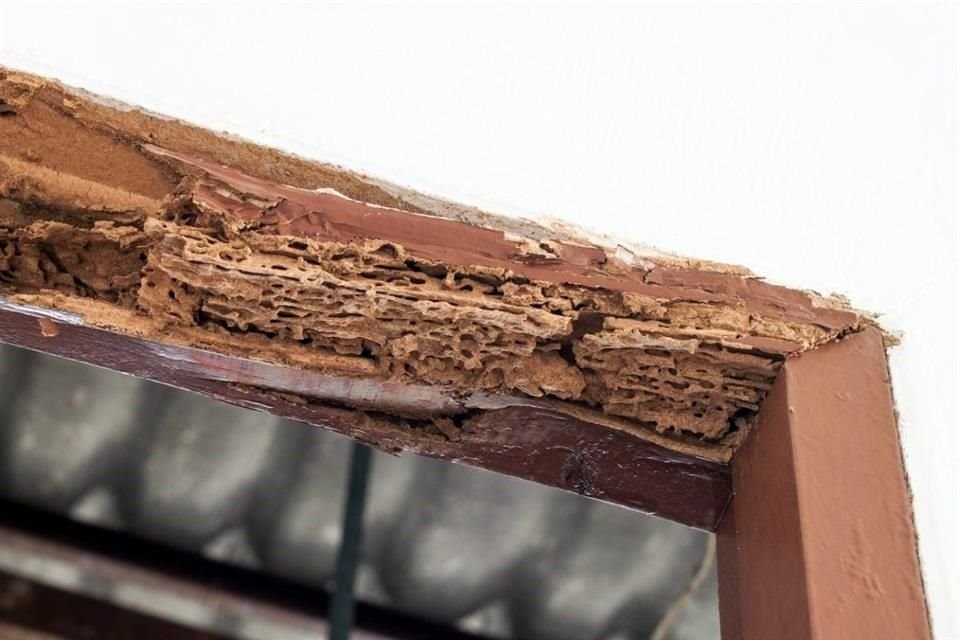 Revisa el estado de tus paredes y muebles de madera para buscar señales de termitas.
