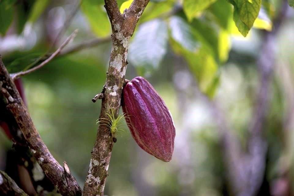 Los productos agropecuarios y pesqueros con el mayor crecimiento en sus exportaciones fueron cacao en grano y ajo.