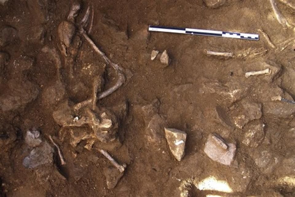 Hallazgos como éste, de restos de perro adulto en conexión anatómica parcial de La Serreta, permitieron a los científicos confirmar la relación entre los humanos del Neolítico y los canes.