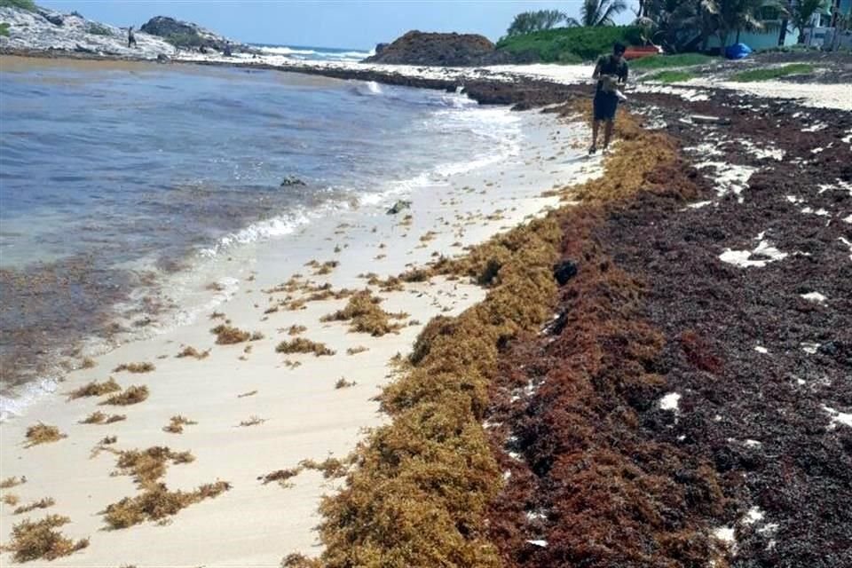 Por lo pronto, el sargazo no parece ceder en el estado de Quintana Roo.