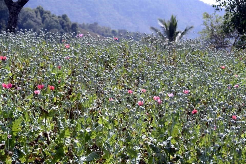 Productores campesinos de amapola de la comunidad de Santa Cruz Yucucani, en la montaña de Guerrero, recolectan la goma de opio que venden por ocho mil pesos por kilogramo.