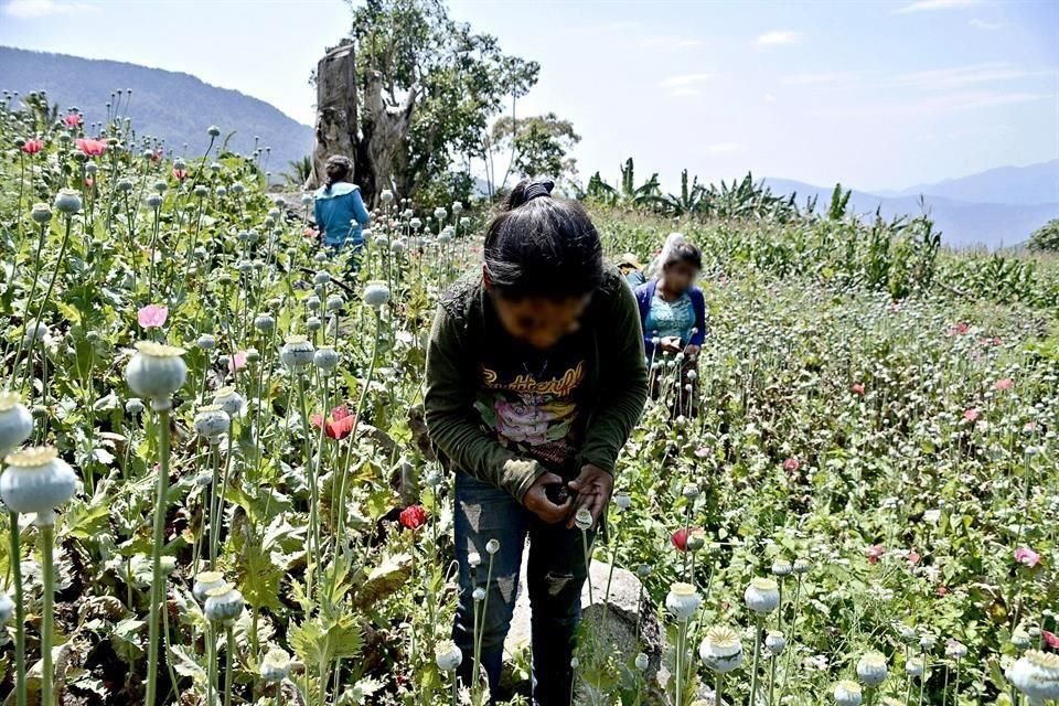 Niños de comunidades de Guerrero trabajan en los campos de amapola.