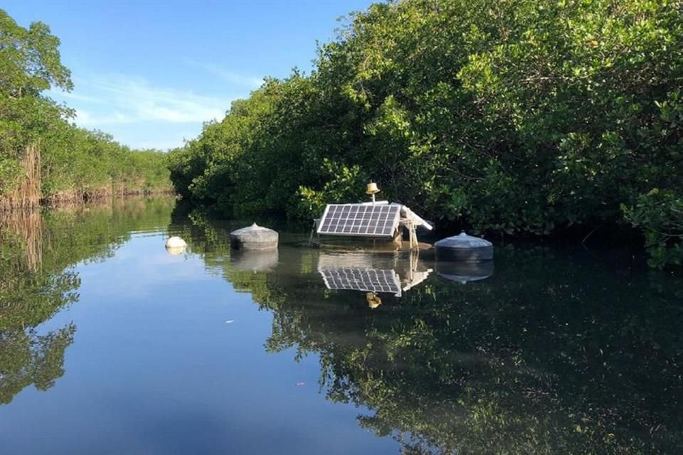 Se afectaron microorganismos que son parte de la cadena alimenticia de aves y peces en el estero El Salado.