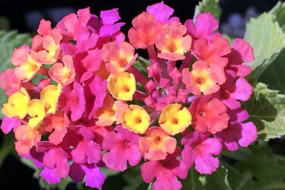 La lantana aporta color al jardín. El precio de esta planta puede iniciar en los 20 pesos.
