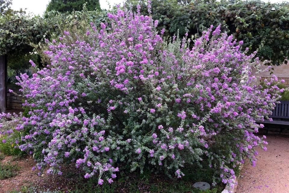 Para tener un mayor contraste en tu jardín es posible agregar un cenizo, el cual lo puedes encontrar desde los 30 pesos.