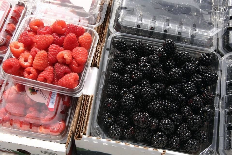 México exporta 90 por ciento de su producción de berries a Estados Unidos.