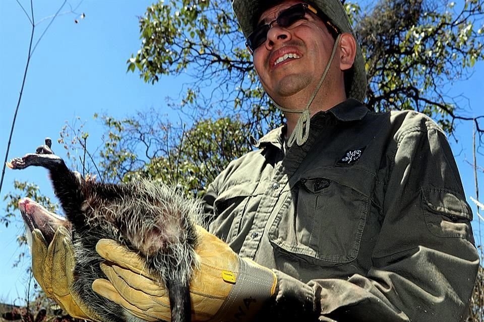 Señalan obligación de acciones debido a la urbanización en los Pedregales