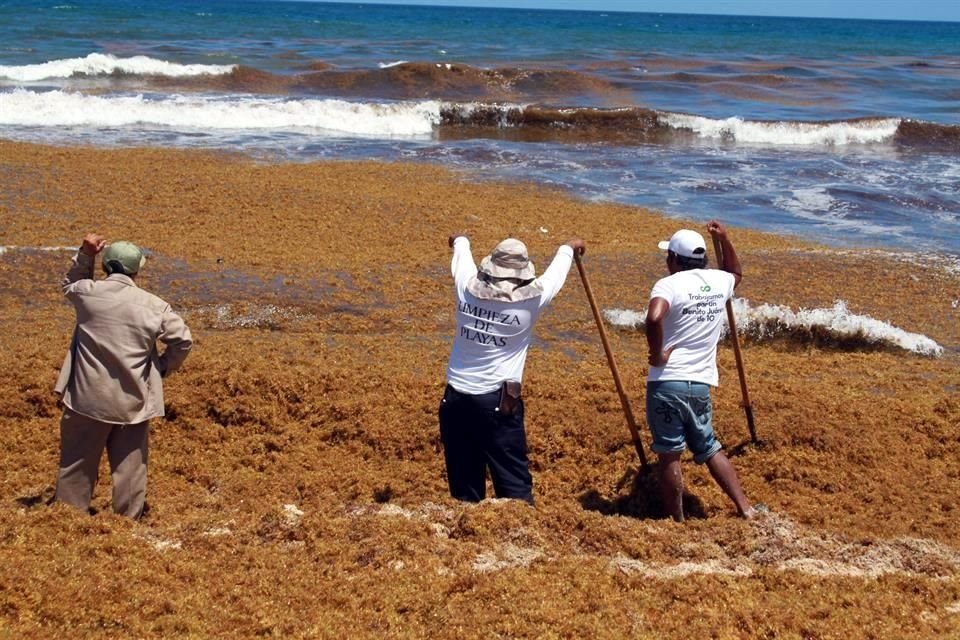 El Presidente instruyó a la Semar a diseñar un plan, de carácter urgente, para atender la crisis por sargazo en costas de Quintana Roo.