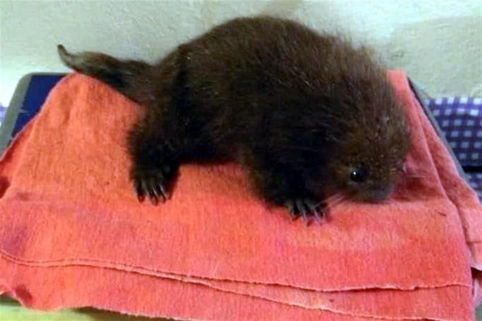 Por primera vez, un coendú nació en un zoológico de México, informó la Sedema.