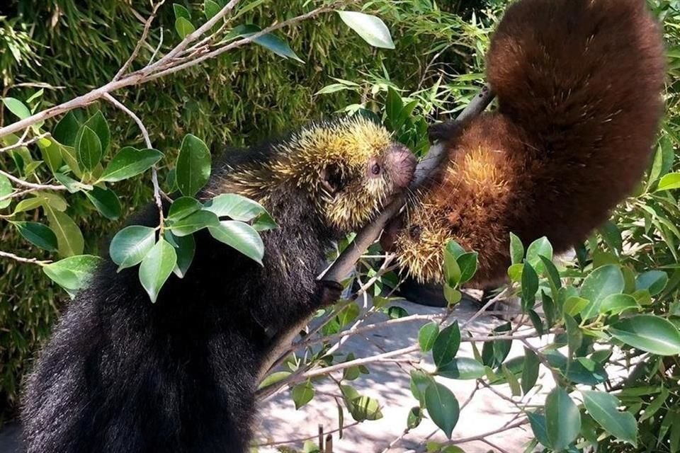 Por primera vez, un coendú nació en un zoológico de México, informó la Sedema.