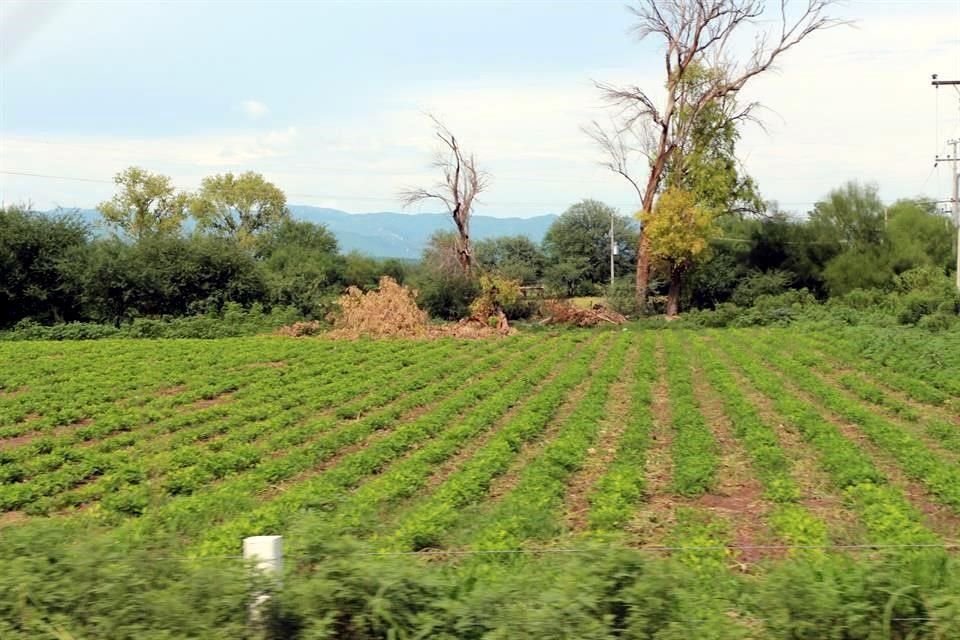 Según el Plan Estatal de Gobernanza y Desarollo de Jalisco, entre las metas para el agro está que para 2024 el 19.30 de los trabajadores del sector gane más de tres salarios mínimos.