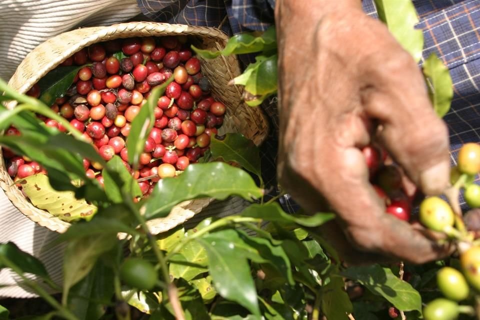 La crisis del sector cafetalero ha incidido en el agravamiento de la migración en Guatemala.